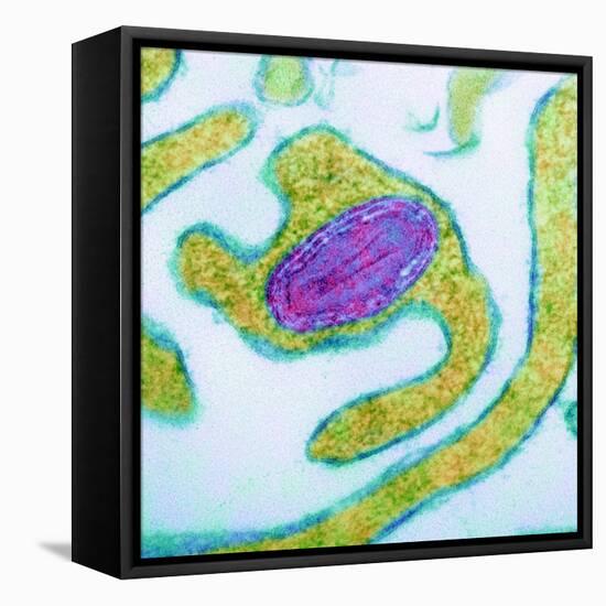 Vaccinia Virus Particle, TEM-Science Photo Library-Framed Premier Image Canvas
