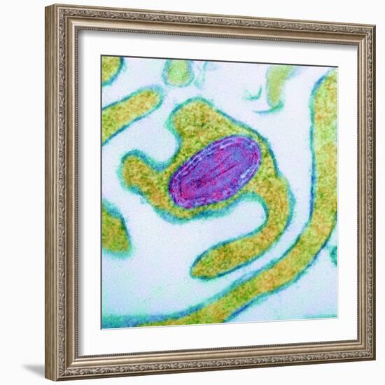 Vaccinia Virus Particle, TEM-Science Photo Library-Framed Premium Photographic Print