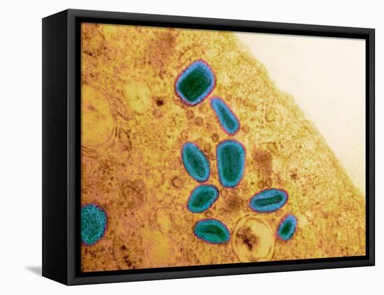 Vaccinia Virus Particles, TEM-Science Photo Library-Framed Premier Image Canvas