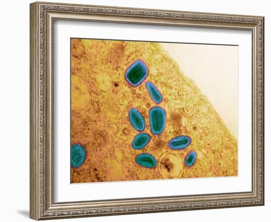 Vaccinia Virus Particles, TEM-Science Photo Library-Framed Photographic Print