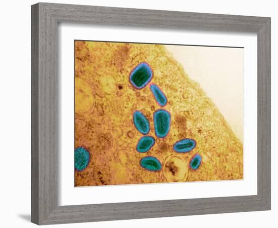 Vaccinia Virus Particles, TEM-Science Photo Library-Framed Photographic Print