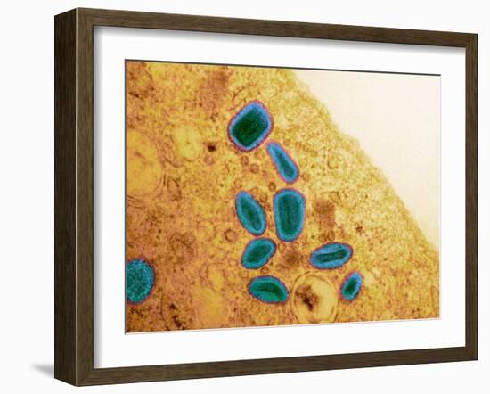 Vaccinia Virus Particles, TEM-Science Photo Library-Framed Photographic Print