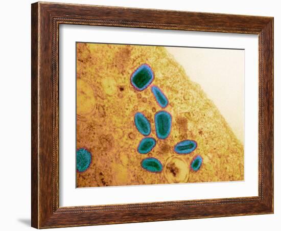 Vaccinia Virus Particles, TEM-Science Photo Library-Framed Photographic Print