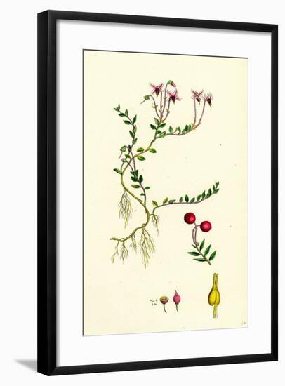 Vaccinium Oxycoccos Marsh Cranberry-null-Framed Giclee Print