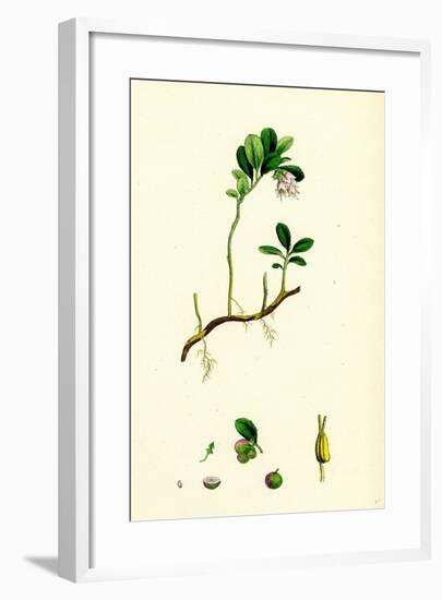 Vaccinium Vitis-Idaea Red Whortleberry-null-Framed Giclee Print