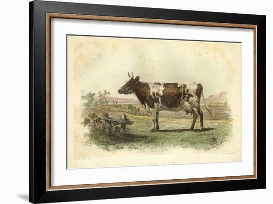 Vache D'Ayr-I. Bonheur-Framed Art Print