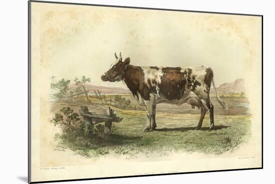Vache D'Ayr-I. Bonheur-Mounted Art Print
