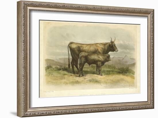 Vache De Salers-I. Bonheur-Framed Art Print