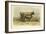 Vache De Salers-I. Bonheur-Framed Art Print