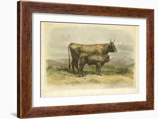 Vache De Salers-I. Bonheur-Framed Art Print