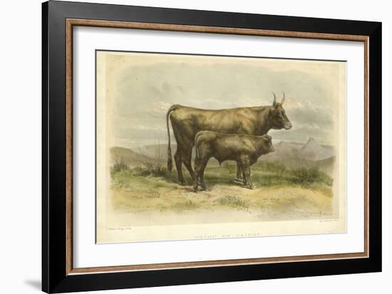 Vache De Salers-I. Bonheur-Framed Art Print