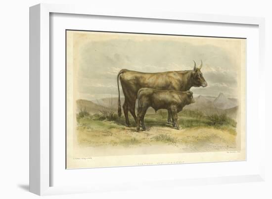 Vache De Salers-I. Bonheur-Framed Art Print