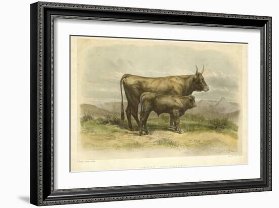 Vache De Salers-I. Bonheur-Framed Art Print