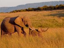 Karibu over a Dirt Road, Masai Mara Wildlife Reserve, Kenya-Vadim Ghirda-Photographic Print