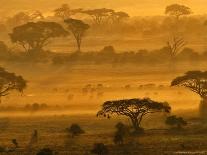 Wildebeests and Zebras at Sunset, Amboseli Wildlife Reserve, Kenya-Vadim Ghirda-Photographic Print