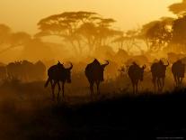 Wildebeests and Zebras at Sunset, Amboseli Wildlife Reserve, Kenya-Vadim Ghirda-Framed Photographic Print