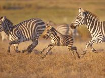 Elephant and Offspring, Masai Mara Wildlife Reserve, Kenya-Vadim Ghirda-Photographic Print