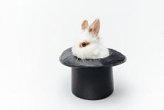 Rabbit in a Hat Isolated on a White Background-Vadym Drobot-Photographic Print