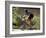 Vail, Colorado, USA-Lee Kopfler-Framed Photographic Print