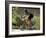 Vail, Colorado, USA-Lee Kopfler-Framed Photographic Print