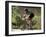 Vail, Colorado, USA-Lee Kopfler-Framed Photographic Print