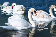 Swans on the Lake-Vakhrushev Pavel-Photographic Print