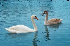 Swans on the Lake-Vakhrushev Pavel-Framed Photographic Print