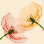 Delicate I-Val Andre-Giclee Print
