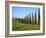 Val D'Orcia, Siena Province, Siena, Tuscany, Italy, Europe-Nico Tondini-Framed Photographic Print