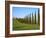 Val D'Orcia, Siena Province, Siena, Tuscany, Italy, Europe-Nico Tondini-Framed Photographic Print