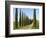 Val D'Orcia, Siena Province, Siena, Tuscany, Italy-Nico Tondini-Framed Photographic Print