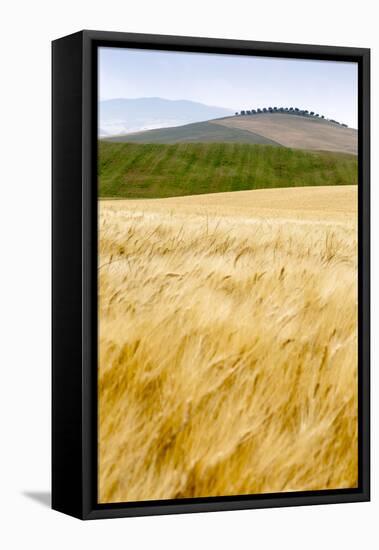 Val D'Orcia, Tuscany, Italy. Yellow Meadow and Green Hills-Francesco Riccardo Iacomino-Framed Premier Image Canvas