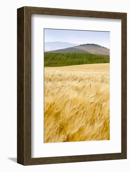 Val D'Orcia, Tuscany, Italy. Yellow Meadow and Green Hills-Francesco Riccardo Iacomino-Framed Photographic Print