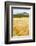 Val D'Orcia, Tuscany, Italy. Yellow Meadow and Green Hills-Francesco Riccardo Iacomino-Framed Photographic Print