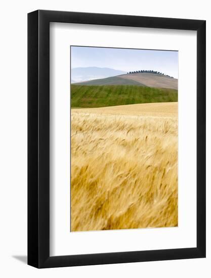 Val D'Orcia, Tuscany, Italy. Yellow Meadow and Green Hills-Francesco Riccardo Iacomino-Framed Photographic Print