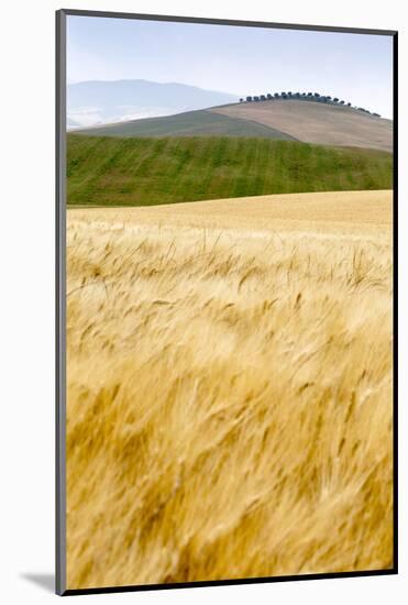 Val D'Orcia, Tuscany, Italy. Yellow Meadow and Green Hills-Francesco Riccardo Iacomino-Mounted Photographic Print