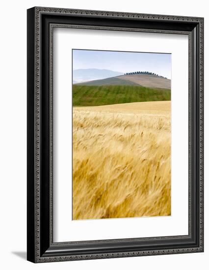 Val D'Orcia, Tuscany, Italy. Yellow Meadow and Green Hills-Francesco Riccardo Iacomino-Framed Photographic Print