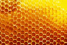 Honey Beehive-val lawless-Photographic Print