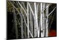 Premium Photographic Print
