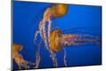 Premium Photographic Print