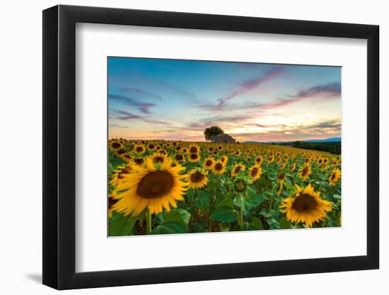 Valensole Plateau, Provence, France. Field full of sunflowers at sunset, lonely farmhouse-ClickAlps-Framed Photographic Print