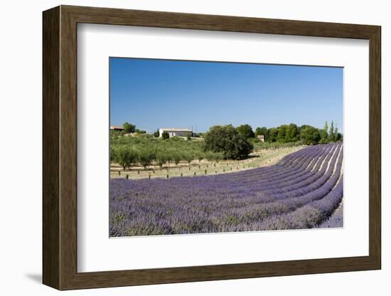 Valensole, Provence, France-Sergio Pitamitz-Framed Photographic Print