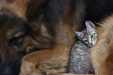 Large Dog and a Cat.-Valentina Razumova-Photographic Print