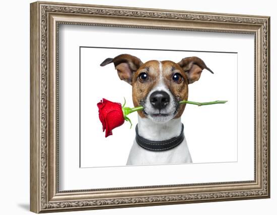 Valentine Dog-Javier Brosch-Framed Photographic Print