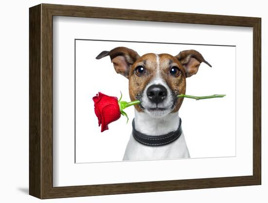 Valentine Dog-Javier Brosch-Framed Photographic Print