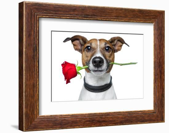 Valentine Dog-Javier Brosch-Framed Photographic Print