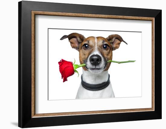 Valentine Dog-Javier Brosch-Framed Photographic Print