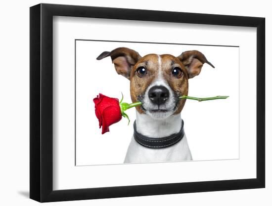Valentine Dog-Javier Brosch-Framed Photographic Print