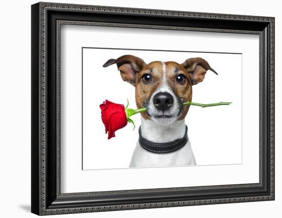 Valentine Dog-Javier Brosch-Framed Photographic Print