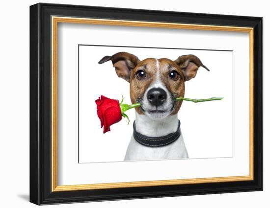 Valentine Dog-Javier Brosch-Framed Photographic Print